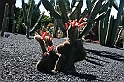 Kanary_2010 220
